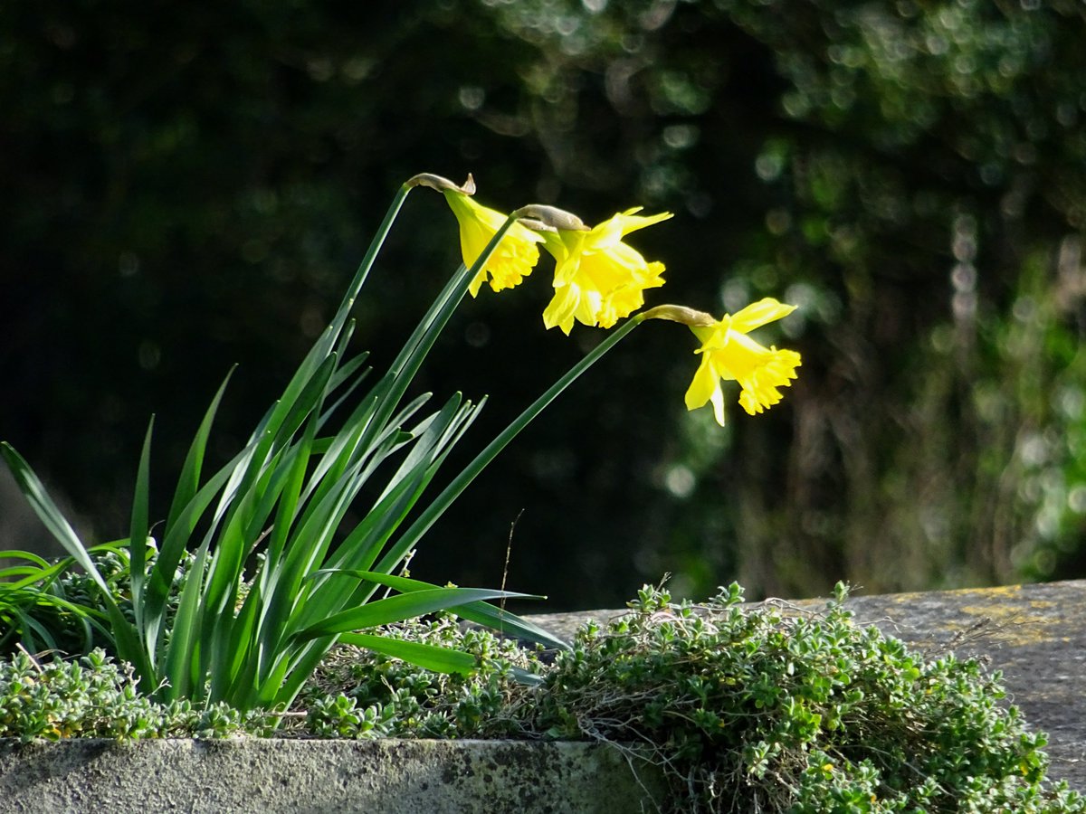 SlCathy's tweet photo. #AnimalsInChurchesHour #SpringInChurches
A splash of Spring colour, in the churchyard at Wokingham, Berkshire. https://t.co/yBDajgd6Dn