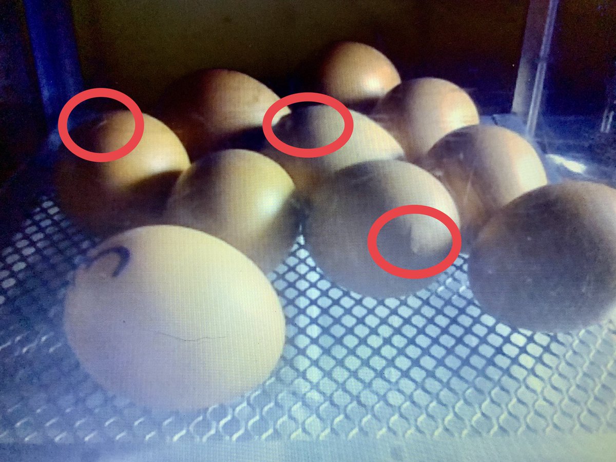 WimboldsleyCPS's tweet photo. An exciting night on Chick Cam, we have three eggs with their first ‘pips’. The chicks are each using their egg tooth to break the surface of the shell, they will rest lots in between pipping but should hatch out soon! 🐣 #ChicksTomorrow? #PredictionsPlease...how many will hatch? https://t.co/AuvCu30HFq