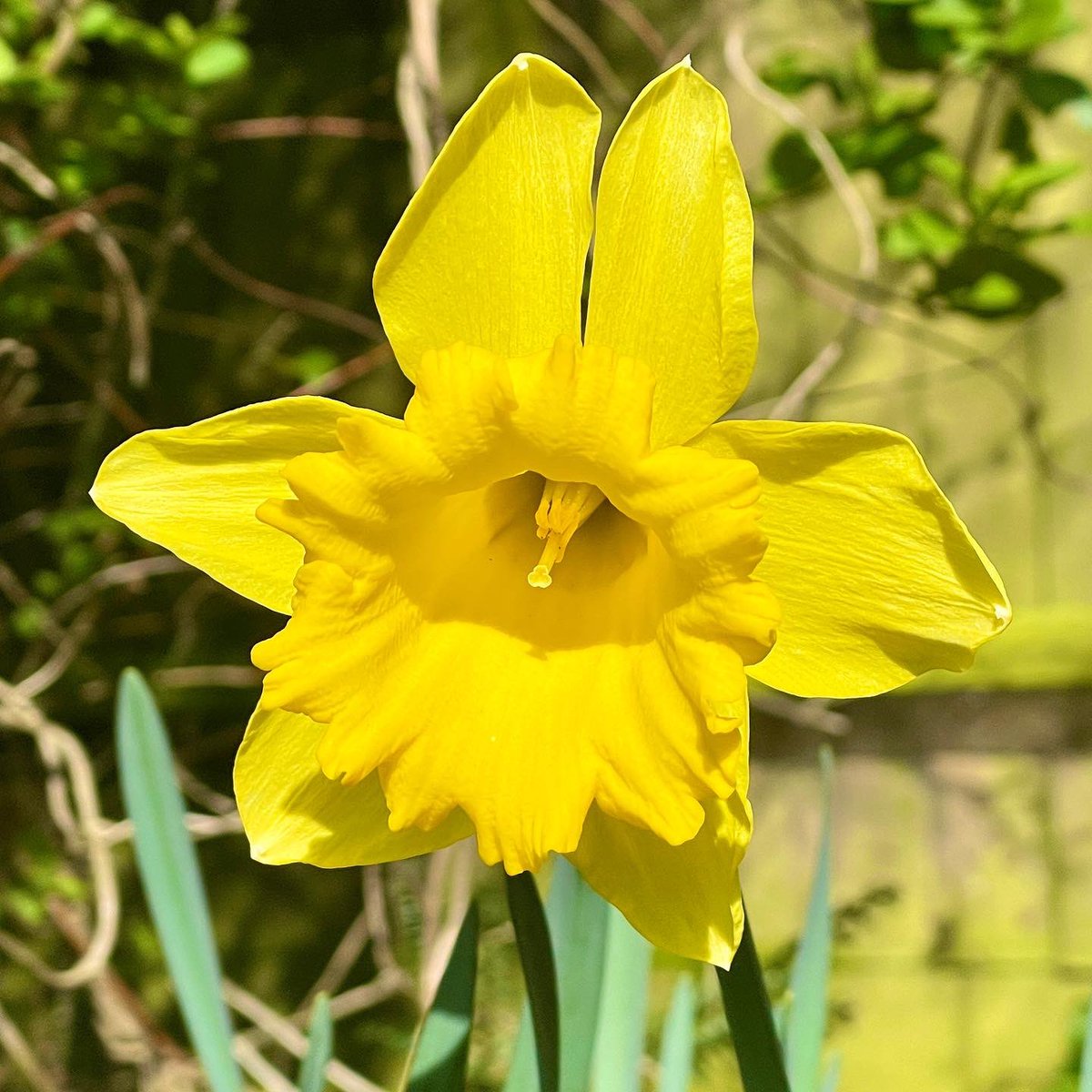 HarboroughHoney's tweet photo. I took these photos the other day in the sun (unlike todays rain!), it really makes me want to get a proper camera! #flyingbees #honeybee #sping #sunshine #daffodils #beekeeper #beekeeping #harborough #honey https://t.co/OeCO5kdjKM