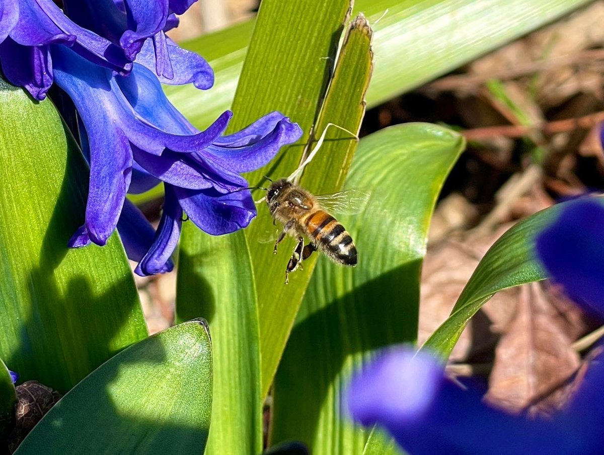 HarboroughHoney's tweet photo. I took these photos the other day in the sun (unlike todays rain!), it really makes me want to get a proper camera! #flyingbees #honeybee #sping #sunshine #daffodils #beekeeper #beekeeping #harborough #honey https://t.co/OeCO5kdjKM
