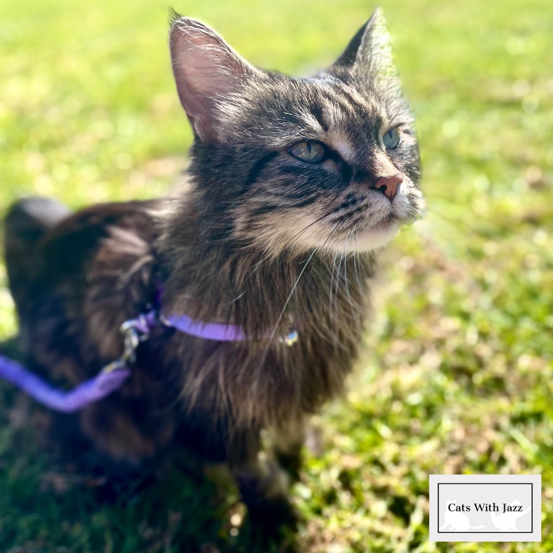 CatsWithJazz's tweet photo. Spending this #whiskerwednesday at the park with Stripie!🌱 Remember to #vote 🗳 for Stripie in the America’s Favorite Pet contest. Votes can be casted for free every 24 hours with use of a Facebook login. Use the link below to #voteforstripie 💜
https://t.co/WarWTnYuoL https://t.co/TUx7pXamck