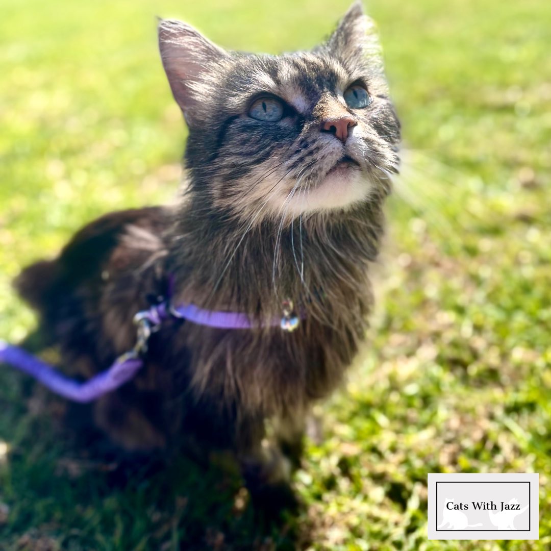 CatsWithJazz's tweet photo. Spending this #whiskerwednesday at the park with Stripie!🌱 Remember to #vote 🗳 for Stripie in the America’s Favorite Pet contest. Votes can be casted for free every 24 hours with use of a Facebook login. Use the link below to #voteforstripie 💜
https://t.co/WarWTnYuoL https://t.co/TUx7pXamck