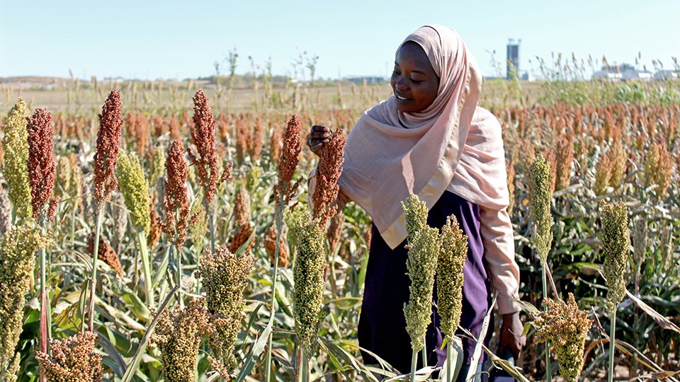 KStateAlumni's tweet photo. Feeding the future: @KState grad fights world hunger as biotechnology engineer
https://t.co/Mmn4S1b4cT
#kstatealumni #kstate #kansasstateuniversity #wildcats #biotechnologyengineer #cropresearch #kstateag #agriculture https://t.co/wBHjg1ptZn