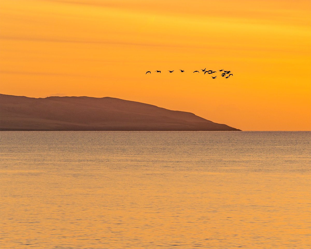 GfcPhoto's tweet photo. It was a really calm, cold morning when I spotted these geese passing Lambay Island just before sun rise a couple of weeks ago. https://t.co/5NZqln0yQv