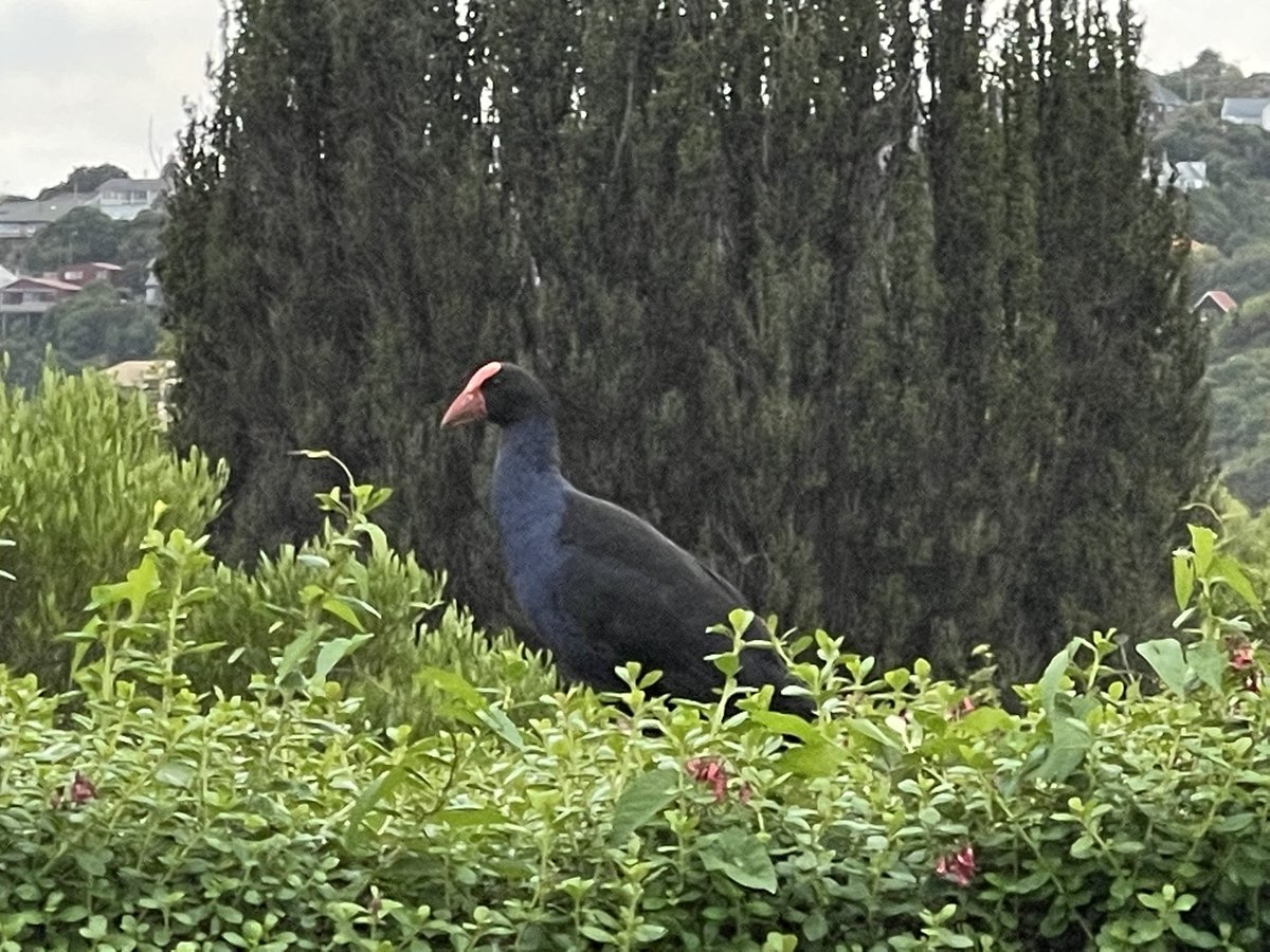 SandraR_PhD's tweet image. Lovely start to the morning a Pukeko on the hedge! Time for a positive moment and taking a breath before heading into ED #takeabreath #moments #pukeko