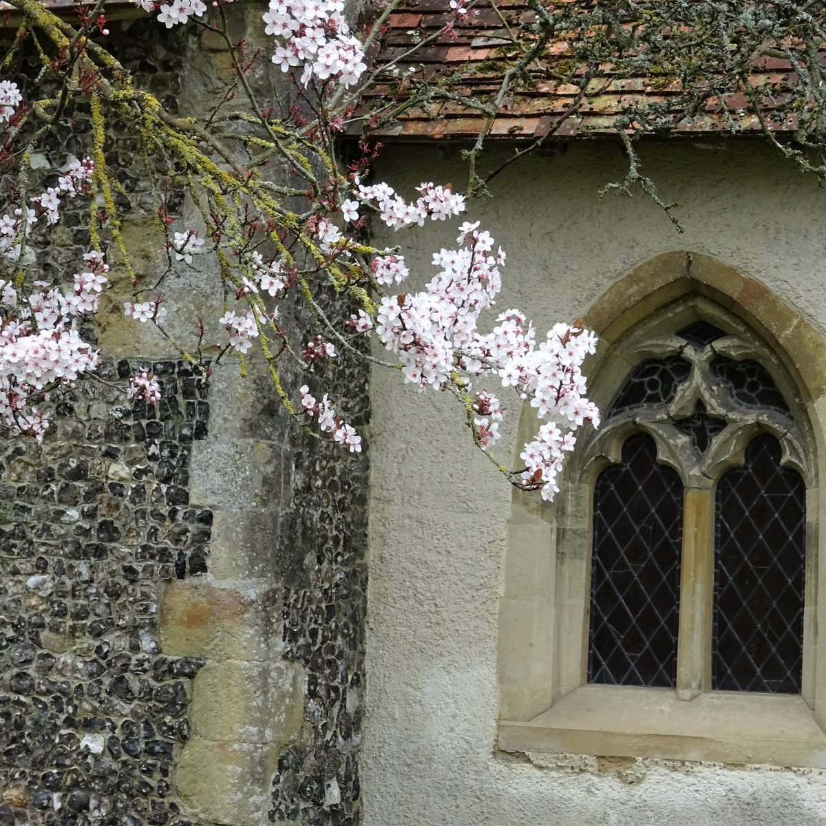 SlCathy's tweet photo. #AnimalsInChurchesHour #SpringInChurches
Spring blossom, in the churchyard at Turville, in the Chilterns. https://t.co/F8JwQgYYjJ