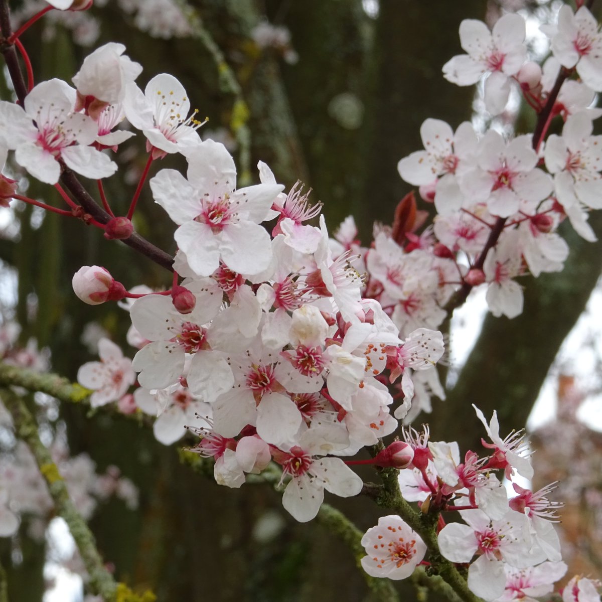 SlCathy's tweet photo. #AnimalsInChurchesHour #SpringInChurches
Spring blossom, in the churchyard at Turville, in the Chilterns. https://t.co/F8JwQgYYjJ
