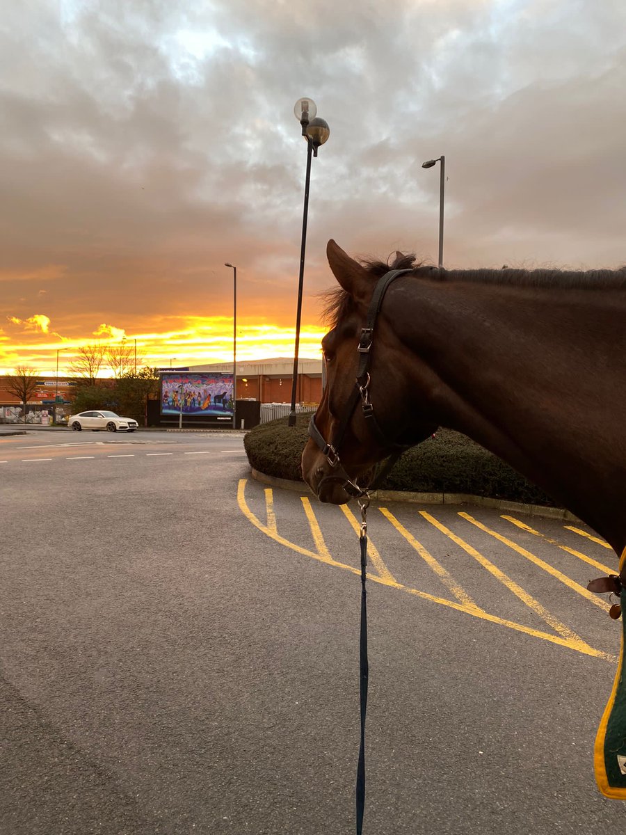 Redcliffe and Windsor have been patrolling Bristol this afternoon - Redcliffe’s admiring the sunset before heading home for his tea 🐴🐴 #redskyatnight #citycentrepatrols