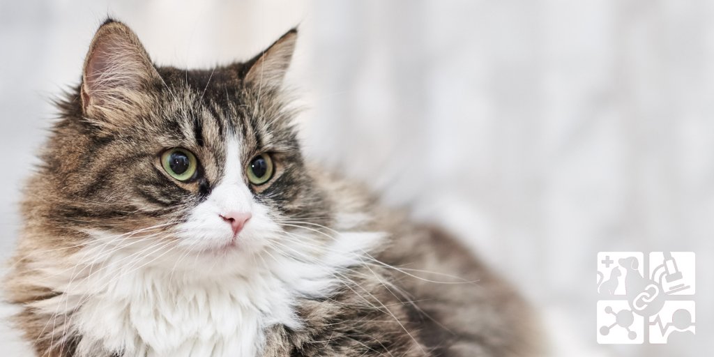 ovcclintrials's tweet photo. Are you caring for a cat that has been diagnosed with #HypertrophicCardiomyopathy (#HCM)? Researchers Drs Fonfara, Pires and Raheb want to better understand the effect of a cat's HCM diagnosis on their caregiver. #OVCResearch

🖱️ Survey link: https://t.co/EdagISrmFJ https://t.co/WIkSq70Vti