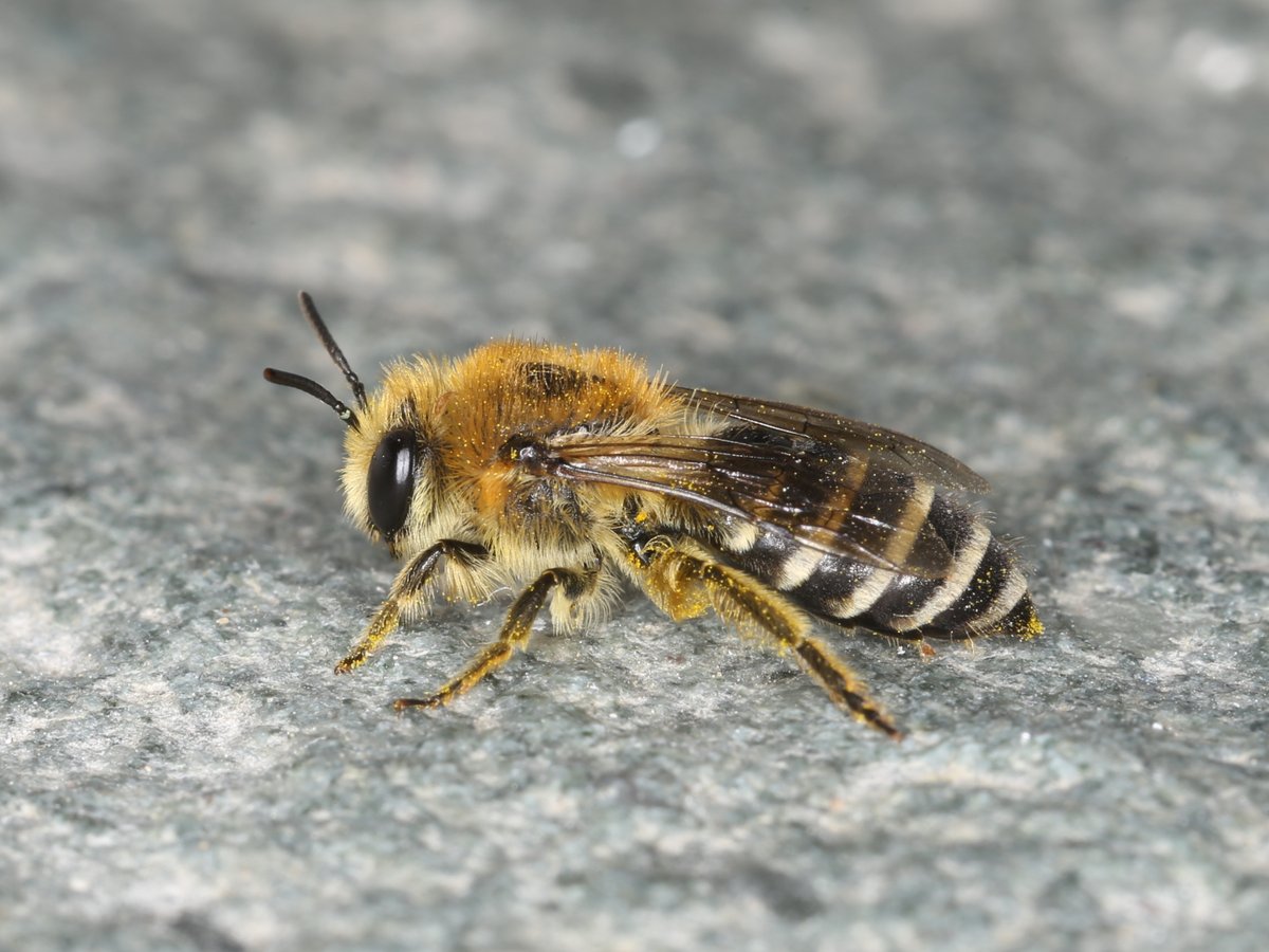 This little dude is called a Collete also known as polyester bees! They have this nickname because when making their "hive" they build them underground and are made of a cellophane-like plastic secretion. #bees #beebuddiesorg #collete