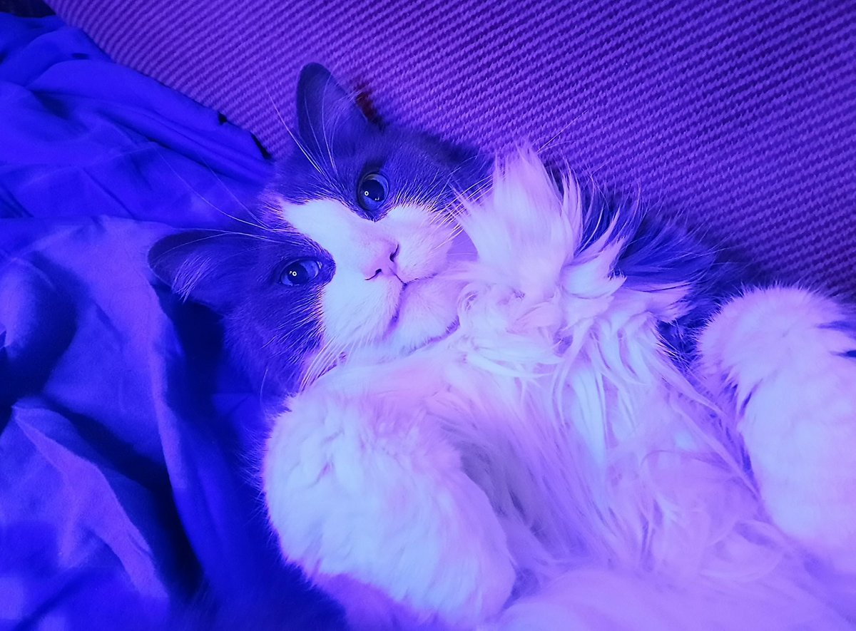 VeliaHawthorn's tweet photo. Princess Potato 🥔 in all his glory! He deserves all the pets for this adorable pose! His belly got all the rubs! #showcat #CatsOfTwitter #Cat #modelcats #furbaby #catbelly #princesspotato https://t.co/fAWwYSMgdy