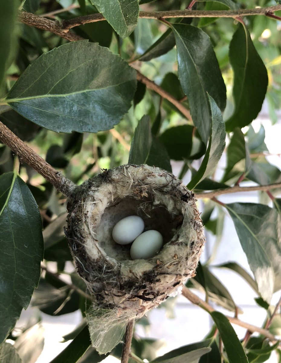 charleybarker's tweet photo. @901Lulu Cozy Hummingbirds 🤍 https://t.co/H9ktJJJNS7