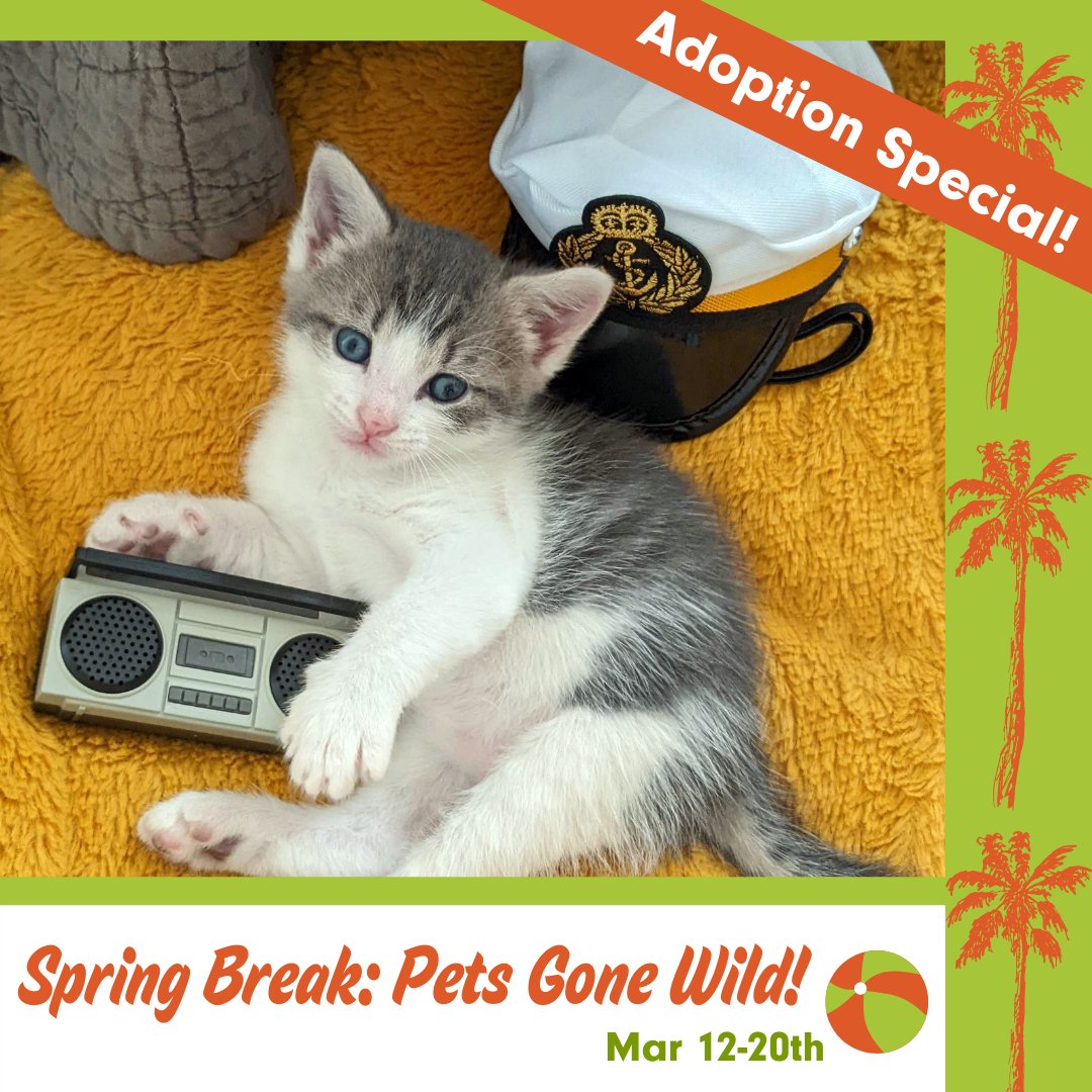 austinpetsalive's tweet image. Our adoption special is in full swing! Sponsored by @FREEBIRDS_WB, adoption fees are waived this week. But you can’t adopt on an empty stomach! Order a burrito now at the link below, then head over to the shelter to meet your purr-fect companion.

bit.ly/3th8FD7