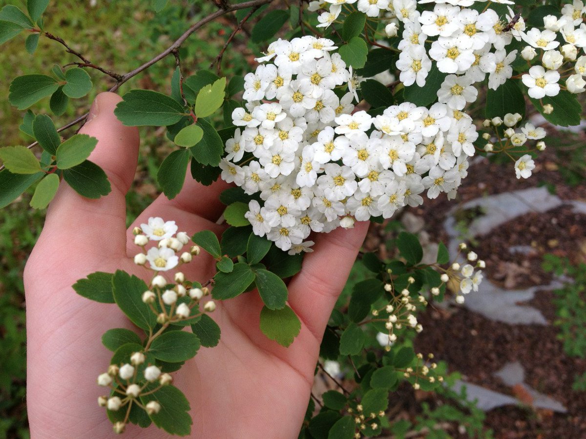 🌿🌼🧺 tweet media