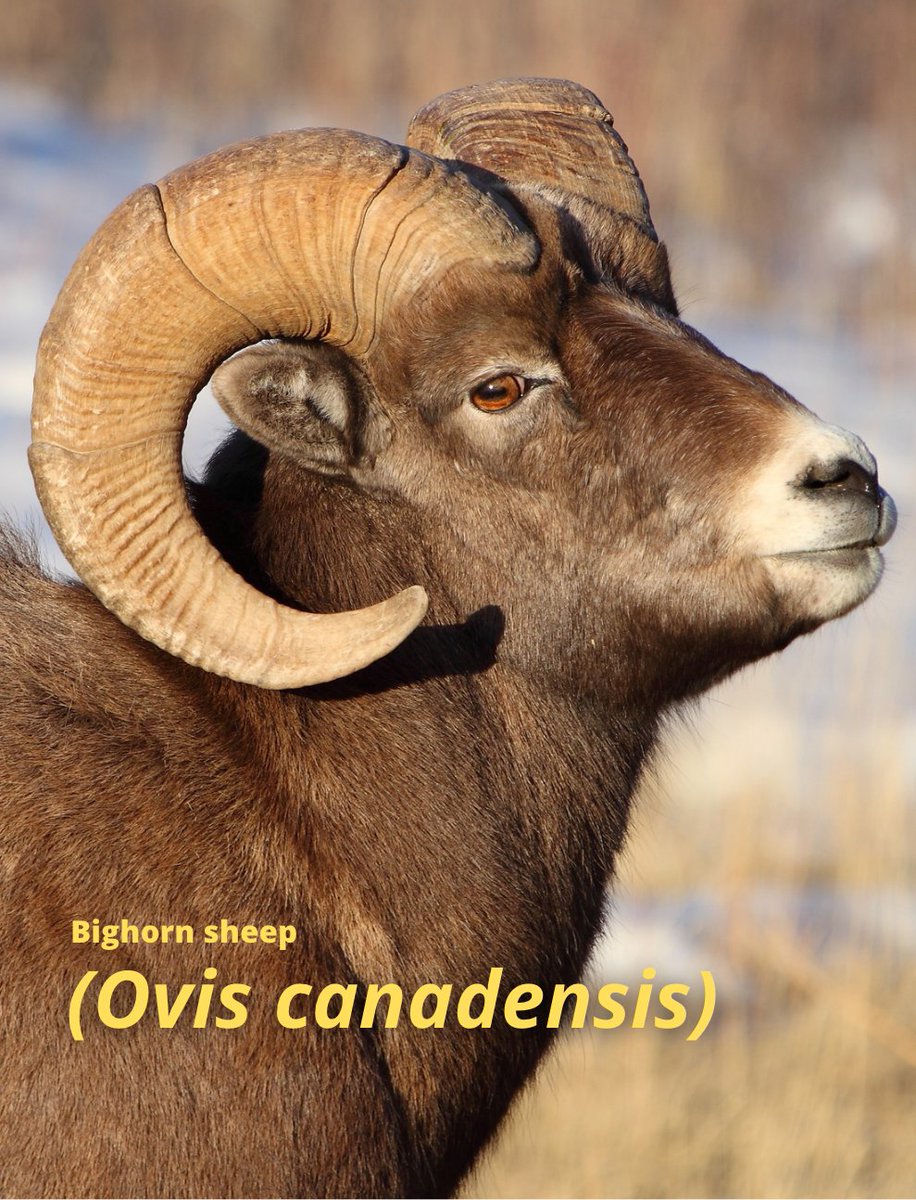 OKWildlifeDept's tweet photo. How to identify rams in the wild: https://t.co/JTHQAu1hPE