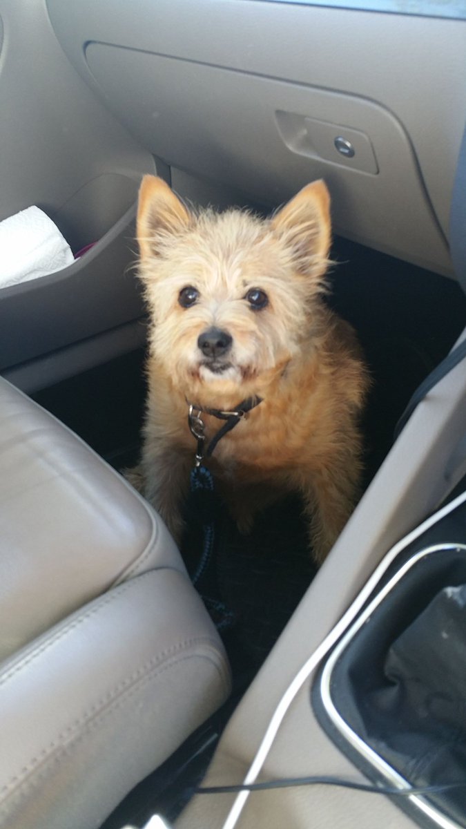 KarlGaff's tweet photo. @sharongenest @jeffbcraven Look alikes! This is Wags, she died last summer aged 16. 😢 https://t.co/JYqkJnrf9t