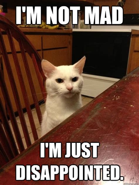 Are you disappointed in me. Disappointed cat meme. im disappointed. картинка disappointed. disappointment mem.