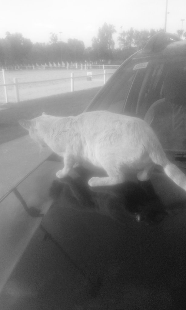 ❤good night everyone❤