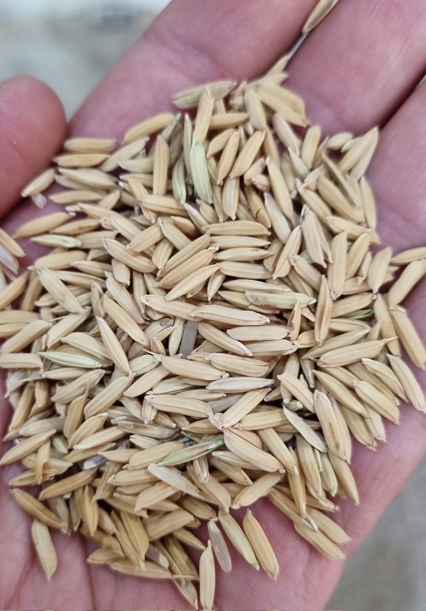 PolachoApolant's tweet photo. Meta ponga y ponga cosecha de arroz en el Este. Linda tarde discutiendo alternativas y métodos de siembra para instalar pastura en base Festuca #MALMA + Lotus Tenuis #Esmeralda y trébol blanco #APOLO. En este caso va con mosquito con Altina. Lindo rastrojo parejo.
@GentosUy https://t.co/17dwsbeAbH