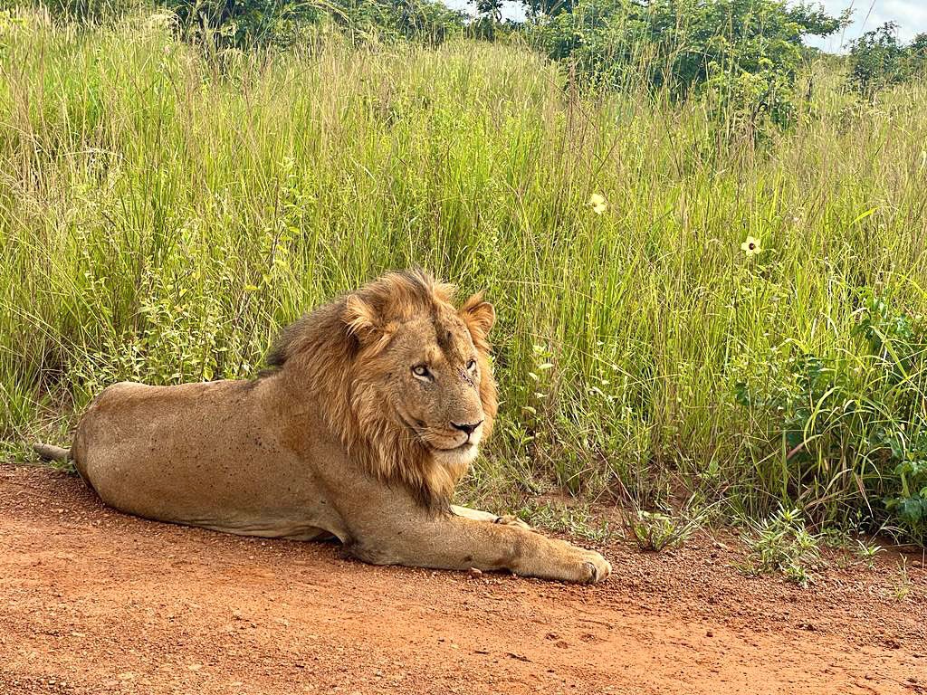 ROAR, a normal day at the ZPP office! Our team is so used to these encounters in Kafue National Park as we pursue with our dedicated work of protecting the Zambian primates. We love and respect all wildlife we encounter 🦛🐘🦁, a true honor for the team 📷 Cosmas Mumba/ZPP
#lion