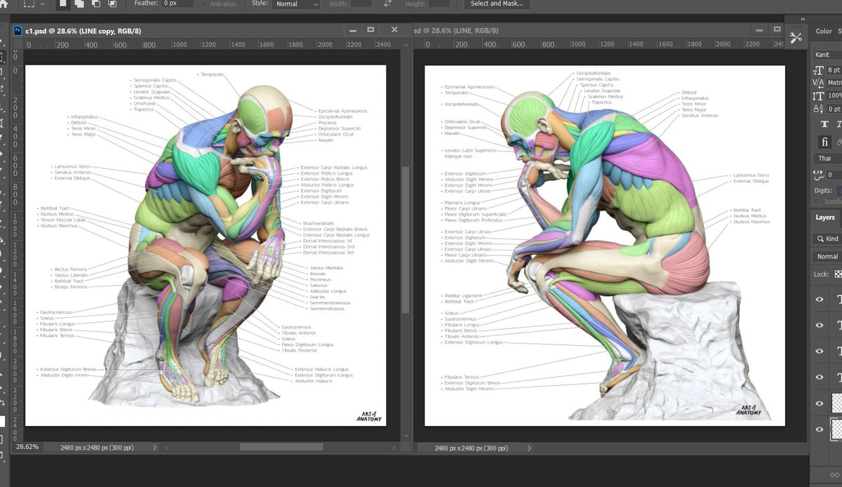 แผนผัง Anatomy ที่แถมให้สำหรับโมเดล Thinker
