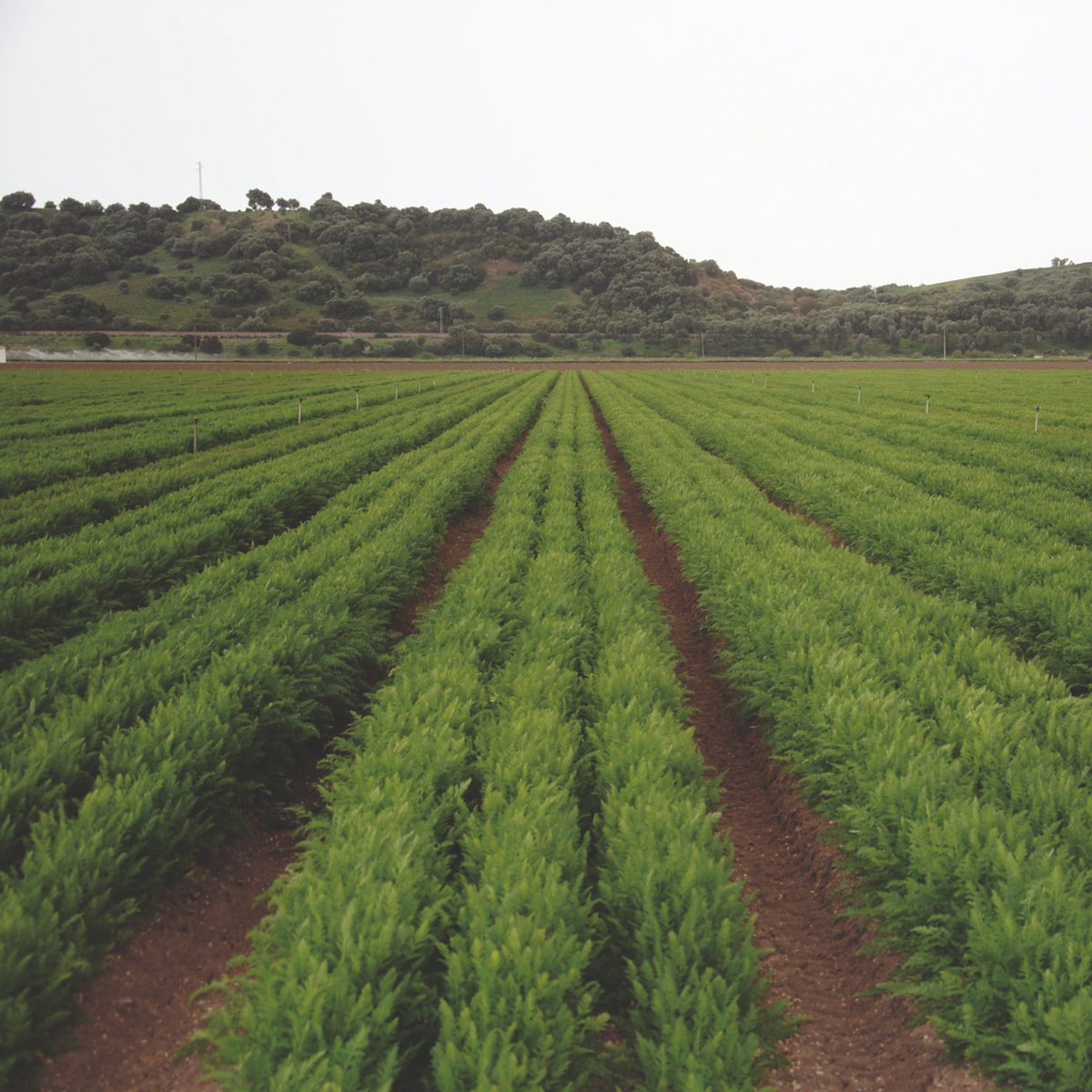 BejoEspana's tweet image. 🥕 Zanahoria NAZARETH
Fuerza, vigor y resistencia

📎 bejo.es/zanahoria/naza…

#ZanahoriasBejo   
#ExploringNatureNeverStops