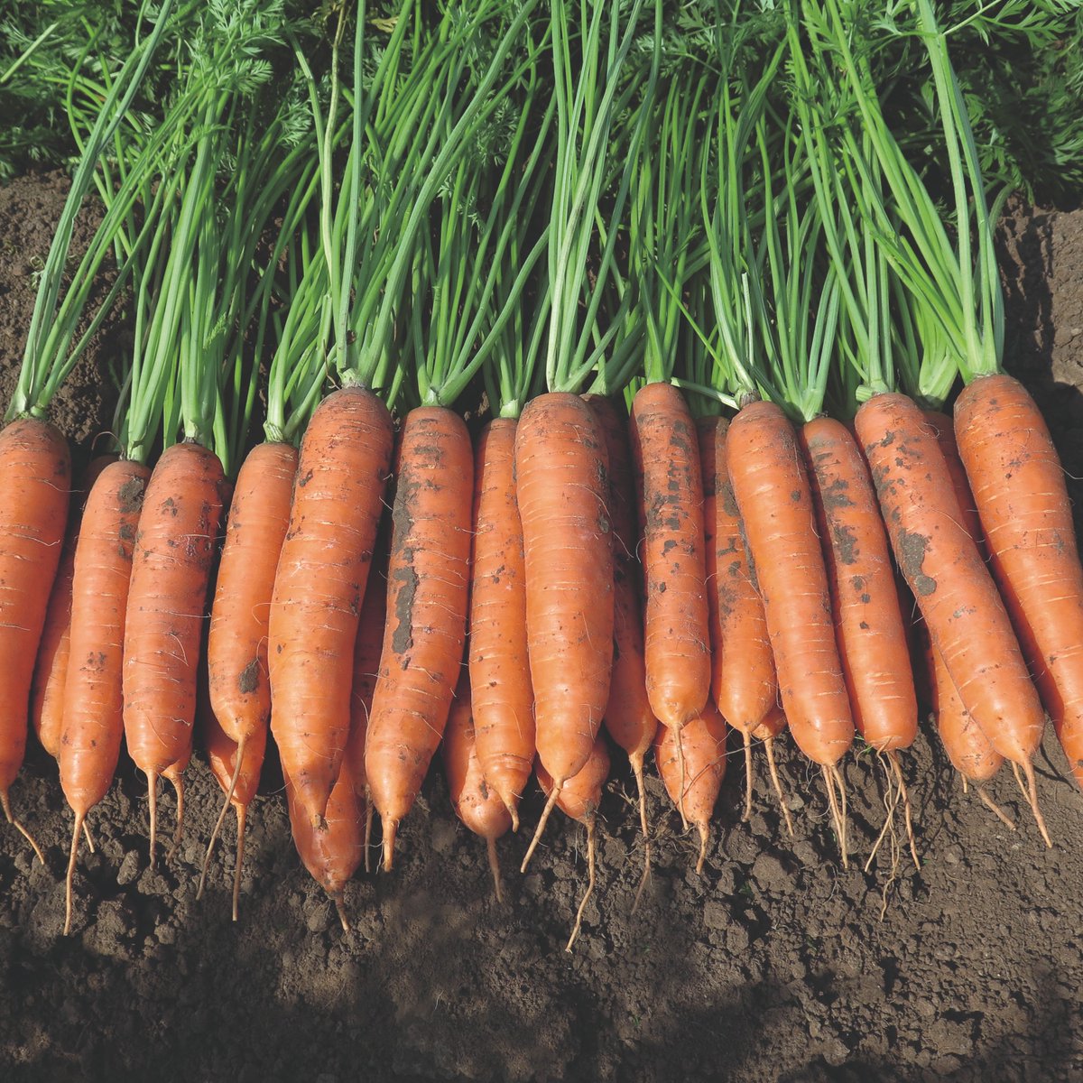 BejoEspana's tweet image. 🥕 Zanahoria NAZARETH
Fuerza, vigor y resistencia

📎 bejo.es/zanahoria/naza…

#ZanahoriasBejo   
#ExploringNatureNeverStops