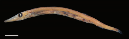 IchsAndHerps's tweet photo. 🐟 Osteology of the White Barracudina, Arctozenus risso by Franz, Warth, Grunow, Konstantinidis: https://t.co/hhU55RBl5L

50-day free open access: https://t.co/7H1UW8k6Mx

#ASIHPub https://t.co/bTD92Lixps