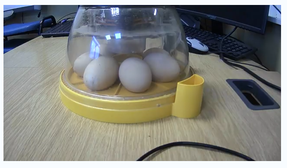 WesternBusiness's tweet photo. Our Technician, Michael, has set up a 24 hour live stream of some eggs that Chorley All Saints Church Of England Primary School have received from their local farm. This means that teachers, pupils and parents can watch the eggs hatch from wherever they are! 

How eggciting! 🐣 https://t.co/3vt3Fa0brW