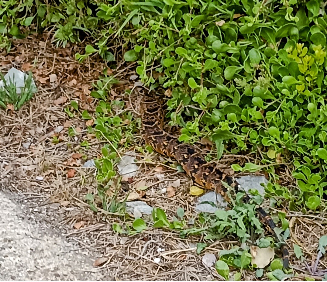 platopravda's tweet photo. When you meet 'scaly' characters on your run... 🙀 #running #snakes #puffadders https://t.co/GkopEkF45f