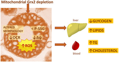 MariaGi31609461's tweet photo. Very happy to share our latest work just published on Redox Biology Journal on the establishment of #lipid #unbalance & #MAFLD in mice lacking the #mitochondrial #isoform of #glutaredoxin 2 (#Grx2a) which displayed altered #mitochondrial morphology and functioning. @society_eas https://t.co/SLX3GjDP17