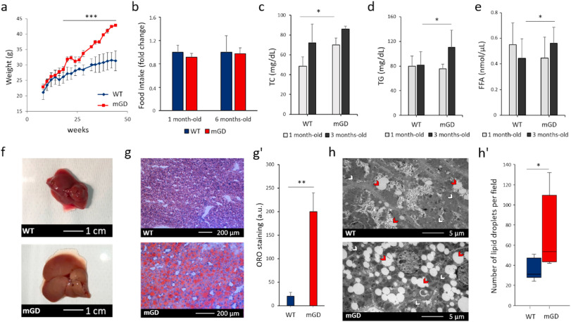 MariaGi31609461's tweet photo. Very happy to share our latest work just published on Redox Biology Journal on the establishment of #lipid #unbalance & #MAFLD in mice lacking the #mitochondrial #isoform of #glutaredoxin 2 (#Grx2a) which displayed altered #mitochondrial morphology and functioning. @society_eas https://t.co/SLX3GjDP17