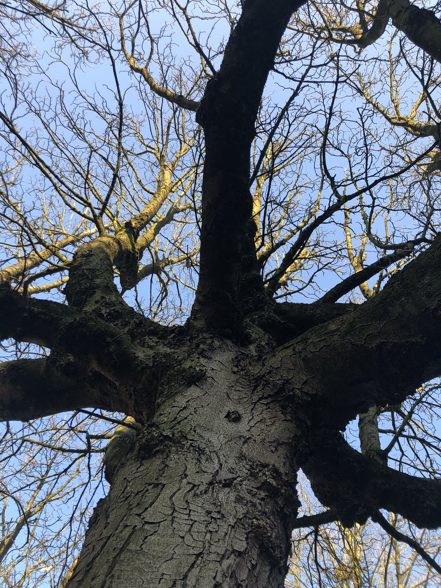 Enzofoort's tweet photo. Wat leuk, zo’n #Treetag https://t.co/TezHpNPJWy