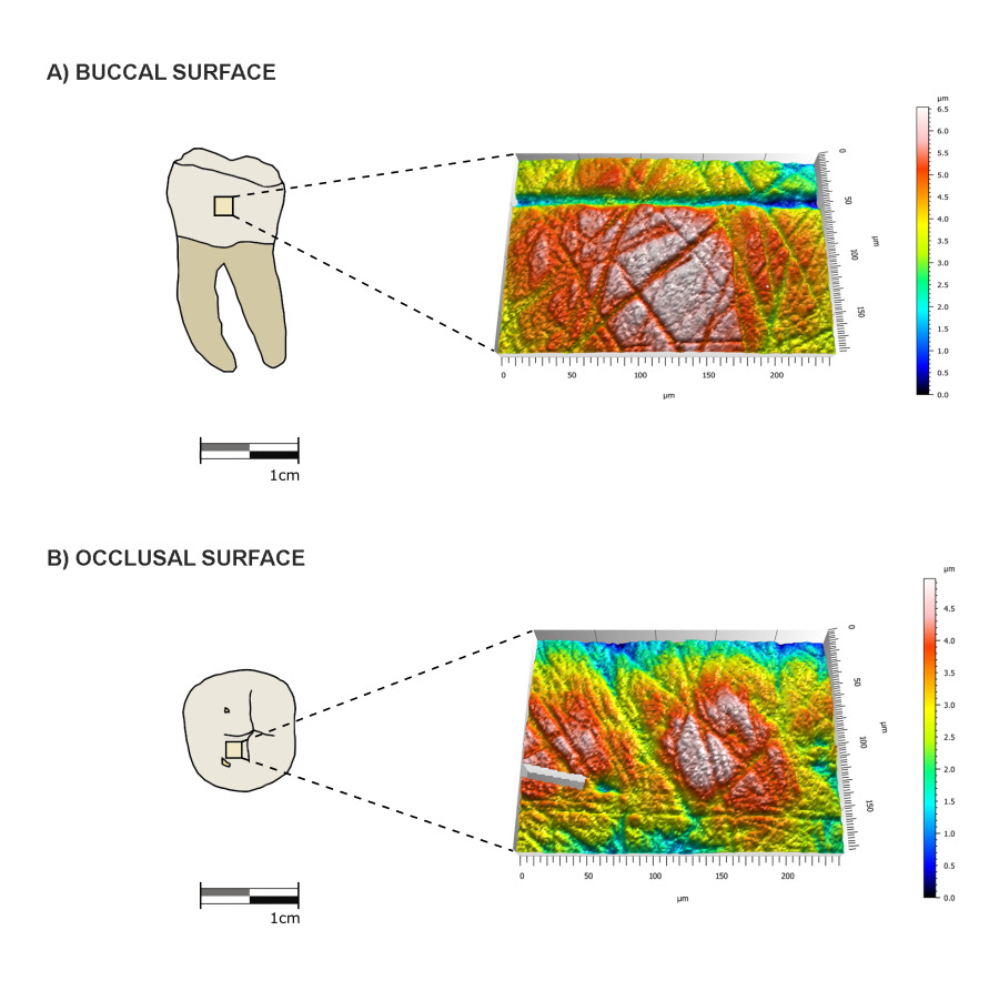#OpenAccess paper out this week!! in <a href="/AmJBioAnth/">American Journal of Biological Anthropology</a> 
What about the buccal surfaces? Dental Microwear Texture  Analysis of buccal and occlusal surfaces refines paleodietary  reconstructions
doi.org/10.1002/ajpa.2… <a href="/iphes/">IPHES-CERCA</a> <a href="/universitatURV/">Universitat Rovira i Virgili</a> <a href="/PACEA_Bordeaux/">PACEA</a> <a href="/CIAS_UC/">Research Centre for Anthropology and Health</a> <a href="/SERP_UB/">SERP UB</a>