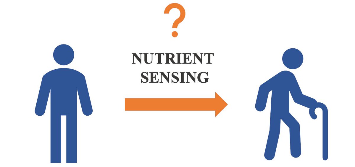 AgeingNetwork's tweet photo. Ageing and Nutrient Sensing Network was established to understand the role of #nutrientsensing in the #ageing process. The network will aim to address the priority area of "health span and quality of life in old age". https://t.co/cjQOs9dJDf