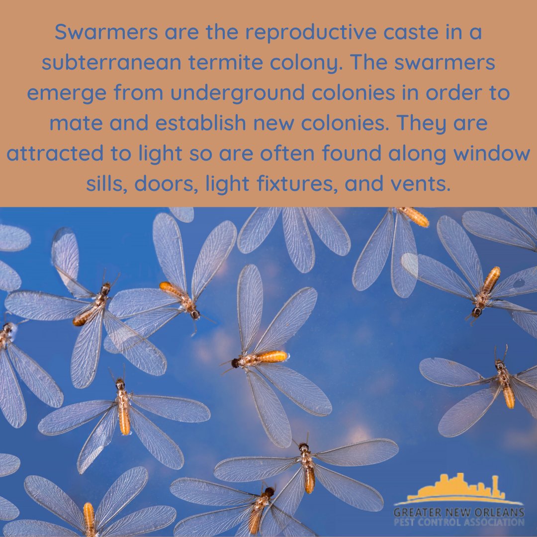 Happy #TermiteAwarenessWeek. Here are some #FastFacts about termite swarmers.  #Termites