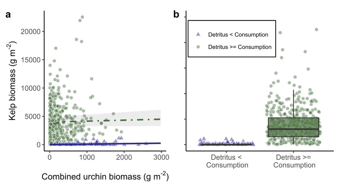 AdrianStier's tweet photo. 🚨 New paper out today in @ESAEcology  🚨  

Kelp forests that don't produce enough detritus are mowed down by sea urchins in southern California. 

https://t.co/Nr8yjcpTkh

@CASeaGrant @LterSbc @MaeRennick @BartDifiore https://t.co/djoidyuHTr