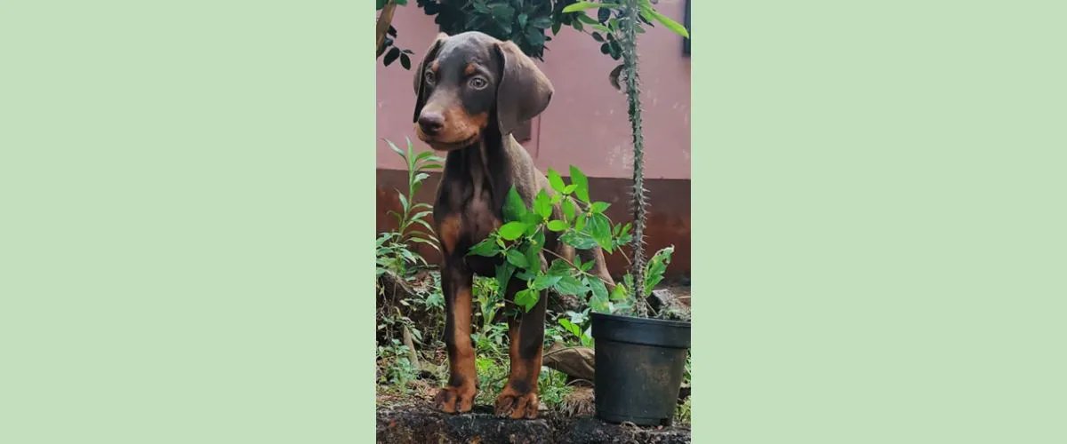 Hpathy's tweet photo. “Homeopath Valerian Mendonca shares a case of traumatic head injury in a Doberman puppy. Convulsions after injuries and involuntary urination during convulsions were symptoms leading to curative remedies. ” https://t.co/MBnMSeAgRy https://t.co/5Eo0INNoIZ