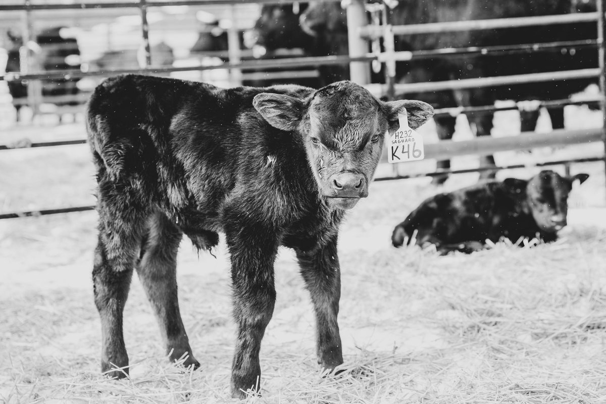amlemm's tweet photo. A few weeks ago at Lost River Livestock https://t.co/7k8VdSAPxm