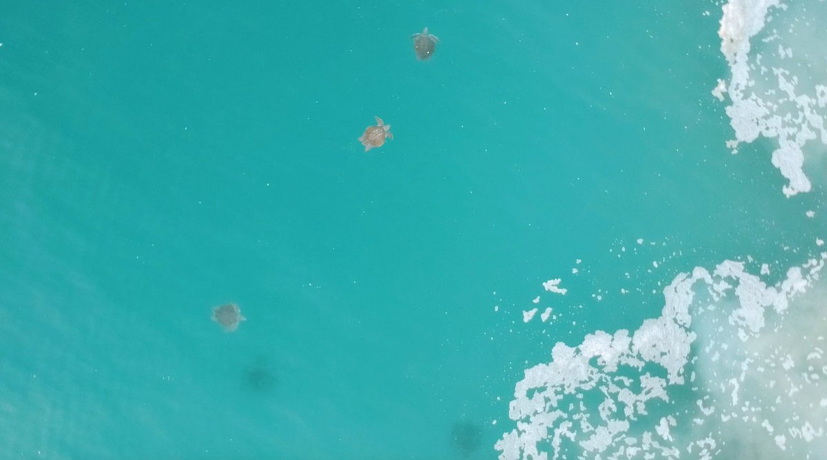 rutopia_org's tweet image. "The world is a book, and those who do not travel read only a page" - Saint Augustine (theologian)

#rutopia #Mexico #traveling #NaturePhotography #nature #naturelovers #TurtlePower #turtles #beach #HappyWednesday #wednesdaythought #Wednesdayvibe #animals #AnimalLovers #world