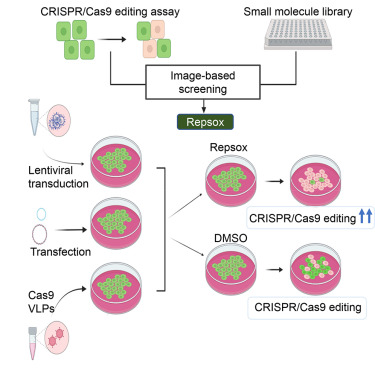 MolTherapy's tweet photo. .@iiserbhopal researchers reported on improved loss-of-function #CRISPR/Cas9 #genomeediting in human cells concomitant with inhibition of TGFβ signaling. Read more in @moltherapy Nucleic Acids (#MTNA). https://t.co/yxrDvm8mBj https://t.co/cF2he4abxm