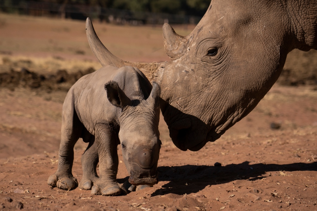 zopemedia's tweet photo. Little #WildlifeWednesday from #SavingTheSurvivors 

#Rhinos
#ZopeMedia
#LastWhiteRhino https://t.co/fwzAfe3BNE
