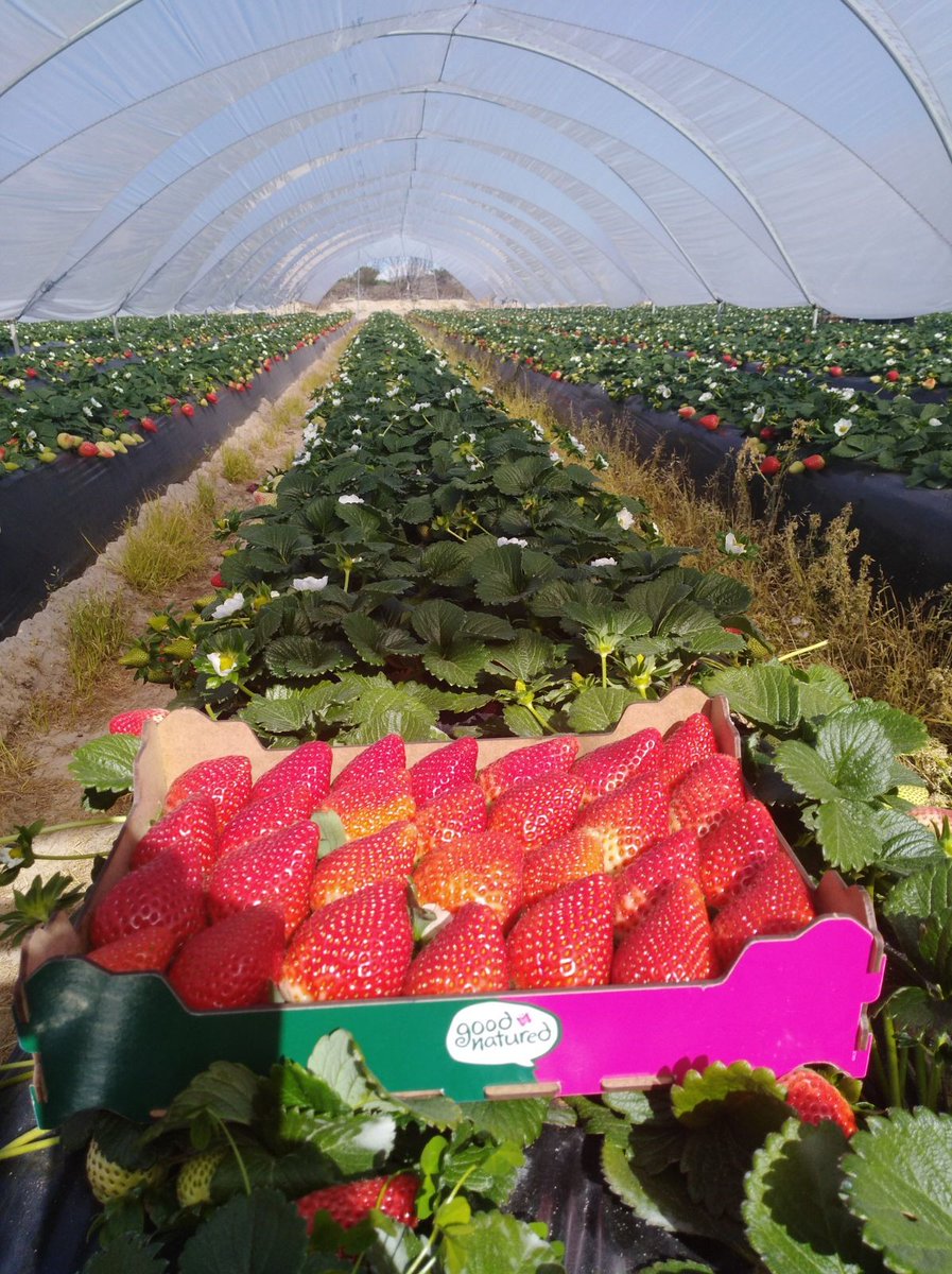 AngusFruit's tweet photo. Picked and packed straight from the field… Our 6kg Spanish Good Natured Strawberries 🍓 are available this week! Contact our team to order yours today.
#AngusTradingTeam #AngusSelect #GoodNatured #TheBerrySpecialists #Strawberries #Hospitality #Catering #Foodservice https://t.co/QAHEGL9Z5K