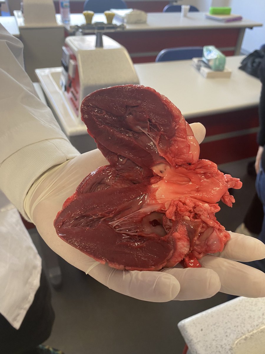 11. Sınıflarla kalp ve böbrek incelendi <a href="/melikekilic55/">Melike Kılıç</a> <a href="/Tumay67439770/">Tumay</a> <a href="/demirkemal08/">kemal demir</a> <a href="/mehvespamukcuu/">MEHVEŞ PAMUKÇU</a> <a href="/mustafakaskaval/">Mustafa Kaşkaval</a>