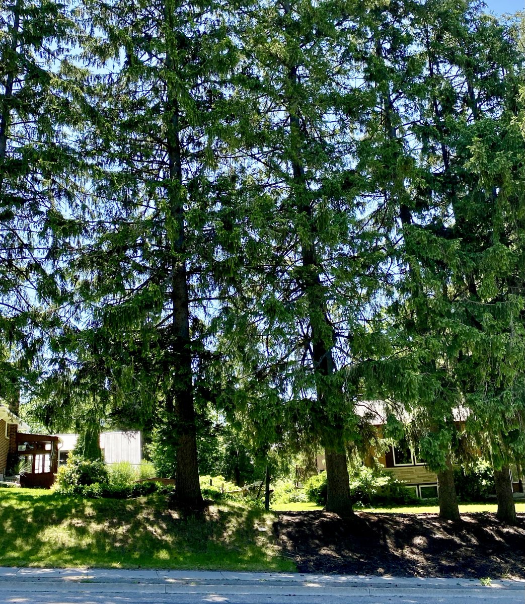 treetrusttrees's tweet photo. A wall of wonderful street trees! They do so much for our communities - including keeping them beautiful! 

Please consider donating to Tree Trust, to help support the street trees in your own community 💚 

#treetrust #streettrees #savethetrees #donationswelcome #eloraontario https://t.co/U7Z4TqIElN