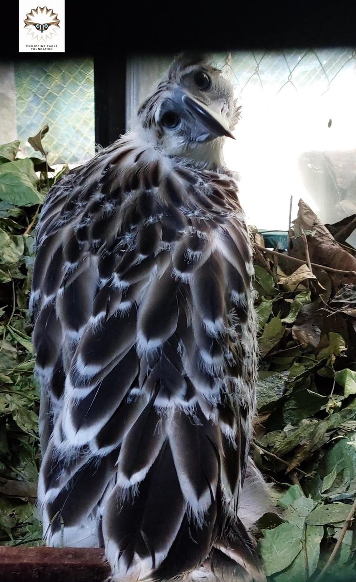 PhilEagleFdn's tweet photo. Have you guys been missing #Chick29? Well… worry not here is our star at 3 months!
Currently #Chick29 is learning a lot about being a Philippine Eagle from its mentor, PE Marikit, and can feed by itself now! https://t.co/rB8lo0fpuc