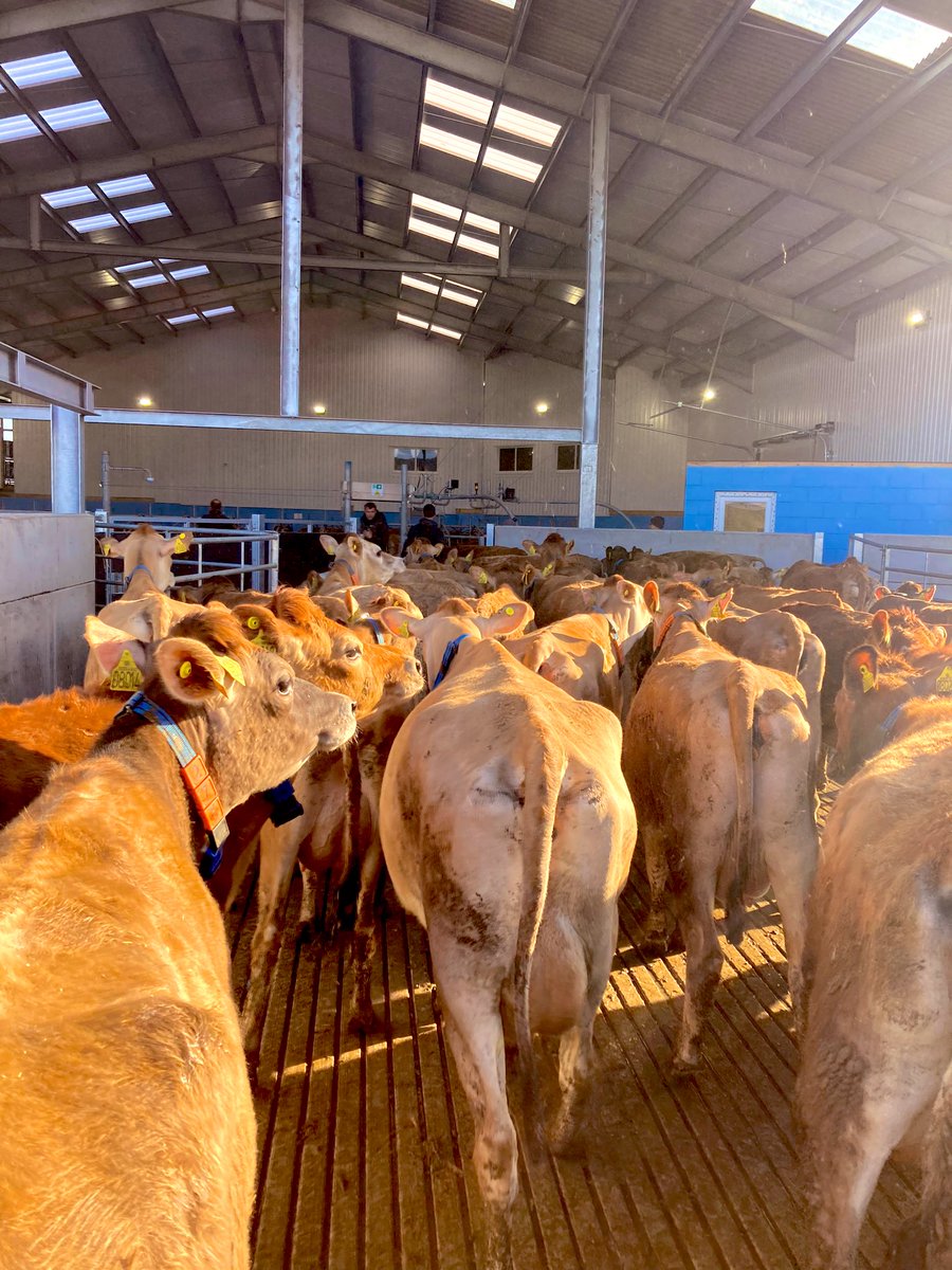 Productive first milking on the new DeLaval E300 in Oswestry with Yareal UK.

Great effort by everyone involved for a smooth first milking. 🐮🥛✅

<a href="/DeLaval_UK_IRE/">DeLaval_UK_IE</a> 
<a href="/DeLaval/">DeLaval</a> 
<a href="/dairyscopeltd/">Dairy Scope</a> 
<a href="/marktaylor10874/">Mark Taylor</a> 
<a href="/mecontracting2/">MEvansContracting</a>