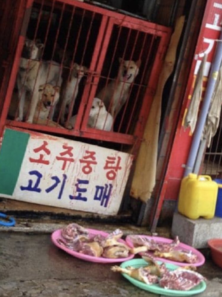 ore85978031's tweet photo. #韓国新大統領 、必ず犬肉産業を廃止にして下さい
拷問、虐殺、犬肉食…先進国のやる事ではない

※写真は東洋経済オンライン様より

 #BanDogMeat #韓国大統領選挙 #韓国大統領選 #韓国 #犬肉 #犬肉食 #ボクナル https://t.co/Dm9qtchVjn