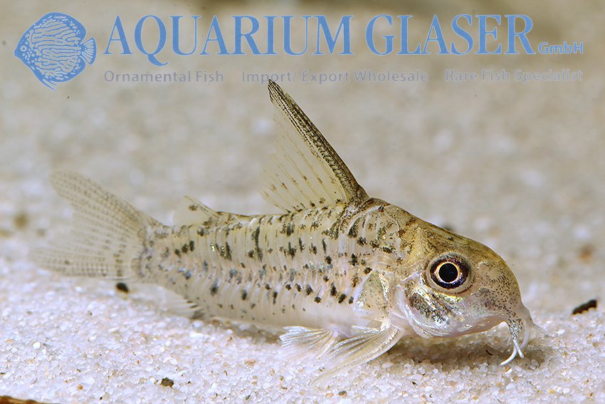 aquariumglaser's tweet photo. #Corydoras sp. "#Ogawae" #CW86 (cf. #armatus)
find more details and pics @ https://t.co/kgExUnMeDk https://t.co/tIwHqyimqi