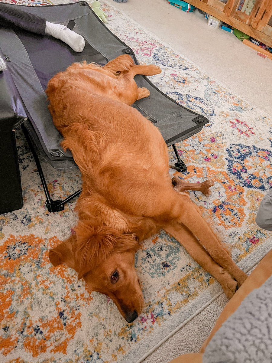 I’m still on “place” I don’t know what you’re talking about, Mom! 🤪 #dogsoftwitter #twitterdogcommunity #dogtraining